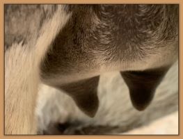 Miniature donkey, Sweet Punch, photos of bag and teats before foaling a miniature donkey baby.