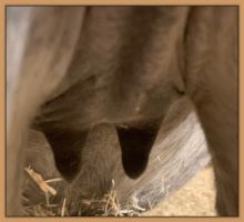 Punch, Miniature Donkey just minutes before foaling