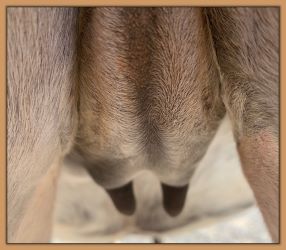 Bainbridge Sierra Mist, miniature donkeys teats before foaling