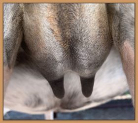 Bainbridge Sierra Mist, miniature donkeys teats before foaling