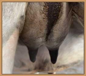 Bainbridge Sierra Mist, miniature donkeys teats before foaling