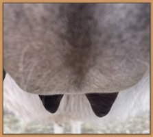 Photo of Ginger's teats and bag before foaling.