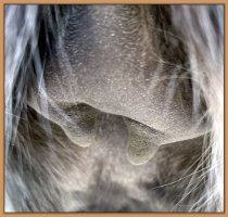 Photo of jennet's teats and bag before foaling.