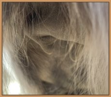 Photo of jennet's teats and bag before foaling.