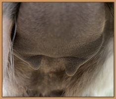 Poto of jennet's teats and bag before foaling