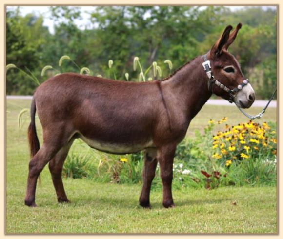 Windcrest Autumn Sunrise, minature donkey brood jennet at Half Ass Acres Miniature Donkey Farm