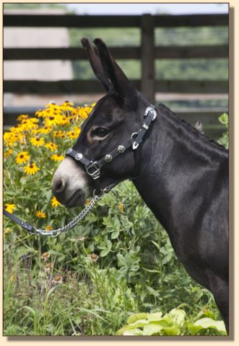 brasstown brayer's Black Beauty