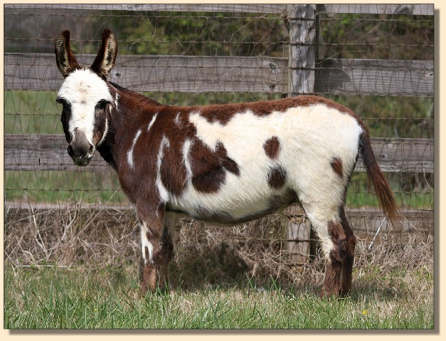 HHAA Bug Juice, dark spotted jennet born at Half Ass Acres Miniature Donkey Farm