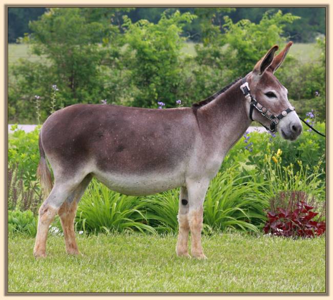 My World Dory, May 2011, Miniature Donkey For Sale