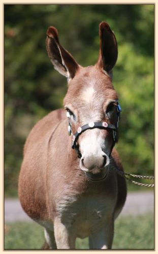 HHAA Drama Queen, dark red jennet with star at Half Ass Acres Miniature Donkeys