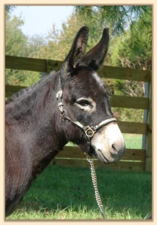 Windcrest Gidget