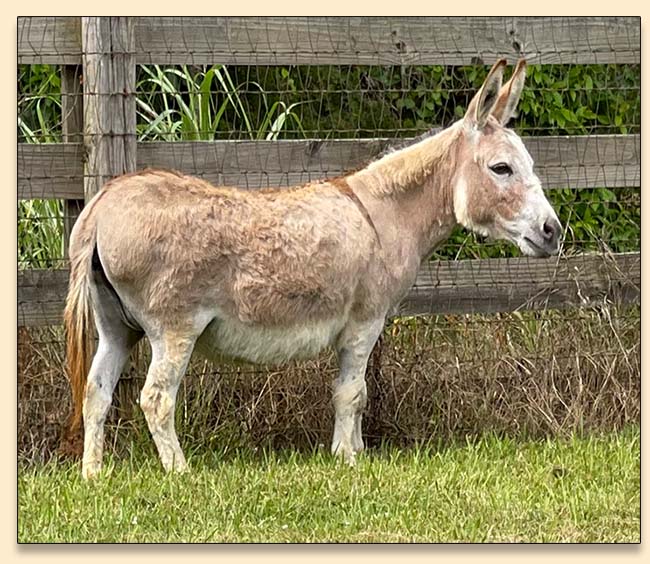 Legendary Ginger Rogers in the pasture right after foaling.