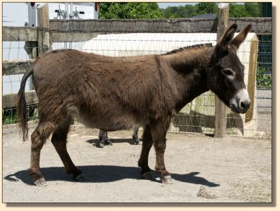 My World Holly, miniature donkey