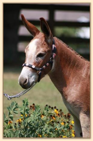 HHHAA Kissed By A Rose, dark red miniature donkey brood jennet with large star at Half Ass Acres Miniature Donkeys