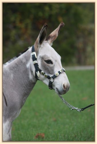 Hauenstein's Nellie Blue