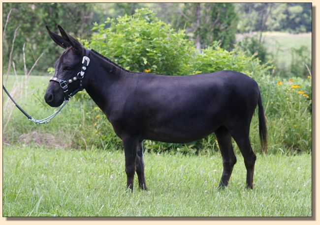 HHAA Paper Tyger, miniature donkey jennet