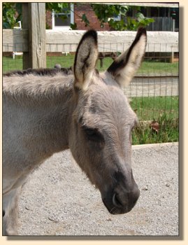 Emerald Ridge Piper one day after giving birth to her 4th foal, Gussy Up!