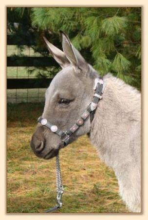 Emerald ridge Piper, miniature donkey brood jennet at Half Ass Acres