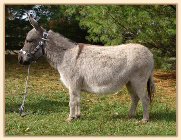 Emerald ridge Piper, miniature donkey brood jennet at Half Ass Acres