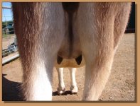 Half Ass Acres Miniature Donkeys