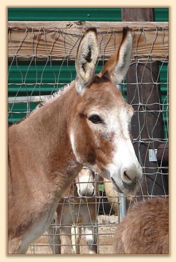 Windcrest Summer Sunrise, Dark Red Miniature Donkey Brood Jennet at Half Ass Acres