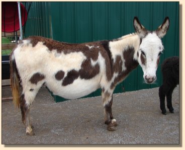 Sunflower on 11-25-07 one day after foaling