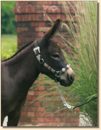 Miniature Donkey at Half Ass Acres, HHAA Sweet Punch