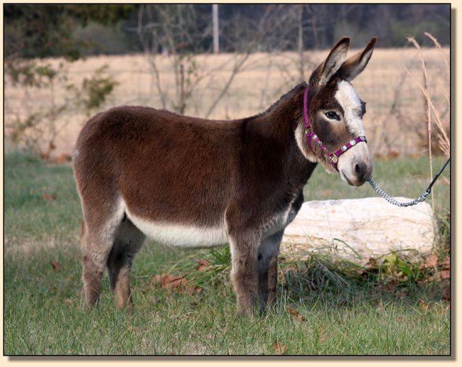 TnT's Taffy, masked spotted miniature donkey brood jennet for sale.