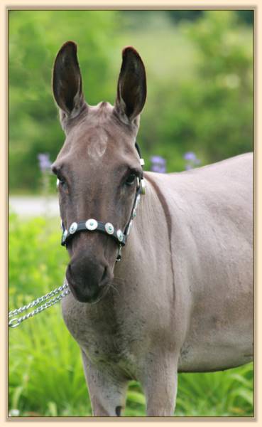 Stonegate Acres She's a Ten, miniature donkey for sale