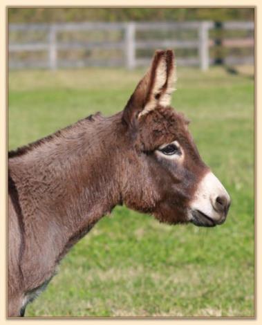 West Prairie Tina, 29.25" brown miniature donkey brood jennet at Half Ass Acres