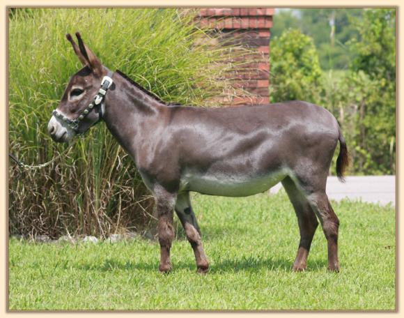 Wit's End Witty, future brood jennet at Half Ass Acres Miniiature Donkeys