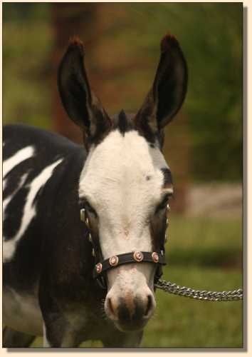 Miniature donkey show jennet, HHAA Ch Chime, at Half Ass Acres