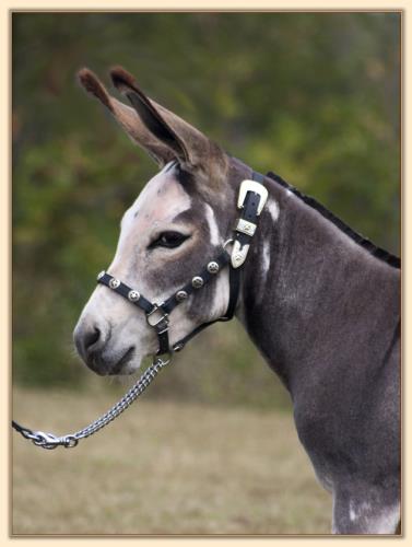 Flight of Fancy Fire Jumper, future brood jennet at Half Ass Acres Miniature Donkeys