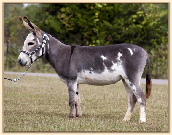 Flight of Fancy Fire Jumper, future brood jennet at Half Ass Acres Miniature Donkeys