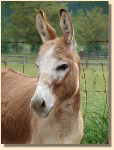 Click photo of miniature donkey to enlarge image