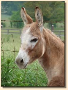 Click photo of miniature donkey to enlarge image