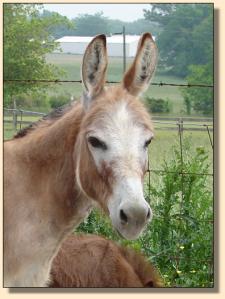 Click photo of miniature donkey to enlarge image