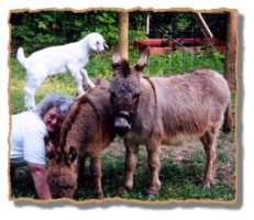 miniature donkey Addy & Friends! (8128 bytes)