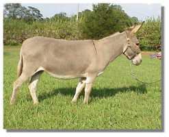 Miniature Donkey Jennet, Angela (8266 bytes)