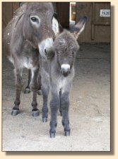 Critter Haven Farm Applause