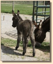 Critter Haven Farm Applause