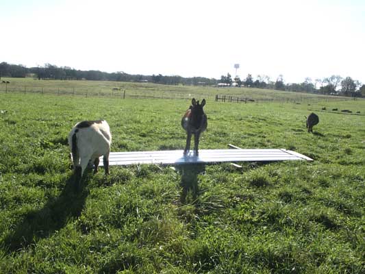 Half Ass Acres Miniature Donkey Farm New Turn Out Shed