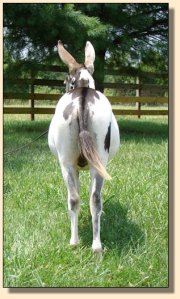 miniature donkey