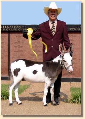 King of Bling showing at the National Miniature Donkey  Association  2006 Nationals 