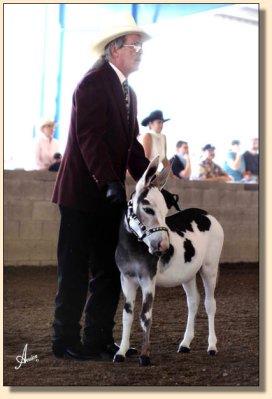 King of Bling showing at the National Miniature Donkey  Association  2006 Nationals 