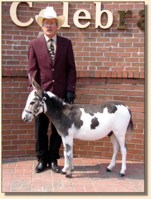 King of Bling showing at the National Miniature Donkey  Association  2006 Nationals 