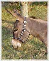 Miniature Donkey My World Mexican Bob (6153  bytes)