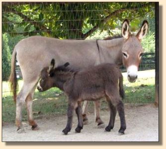 Click photo of miniature donkey to enlarge image