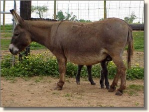 Click photo of miniature donkey to enlarge image