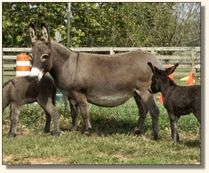 Click photo of miniature donkey to enlarge image